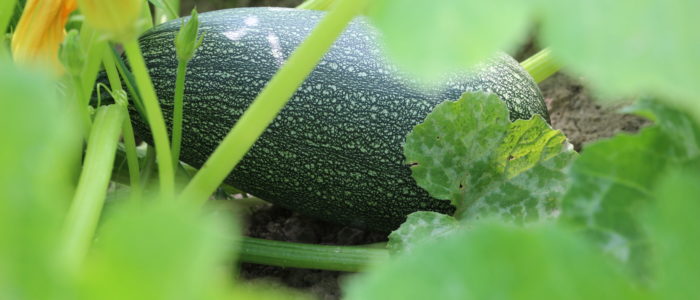 Zuccini