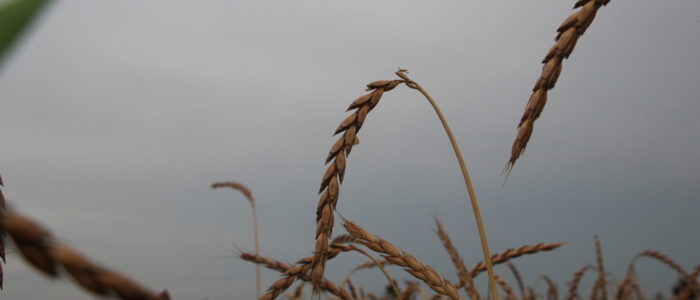 Reifes Korn